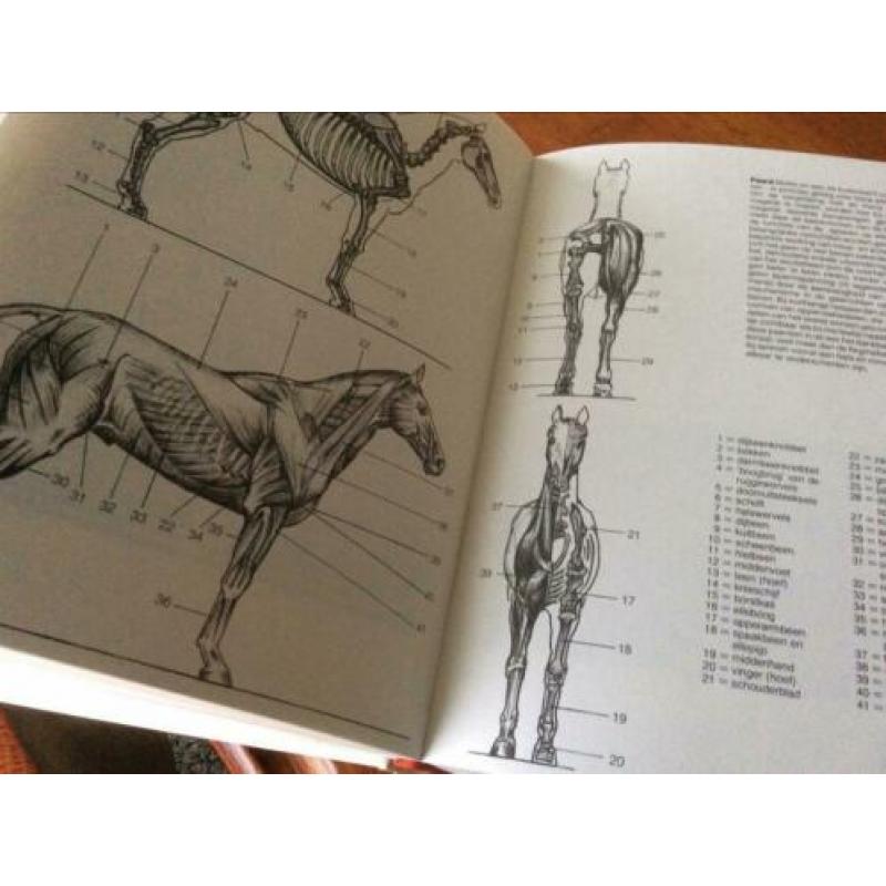 Tekenboek (Gaade’s Complete Tekenboek)