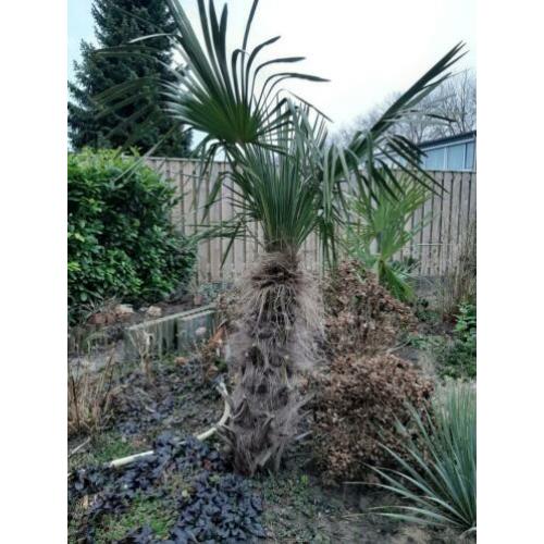 ???? Trachycarpus fortunei palmboom winterhard