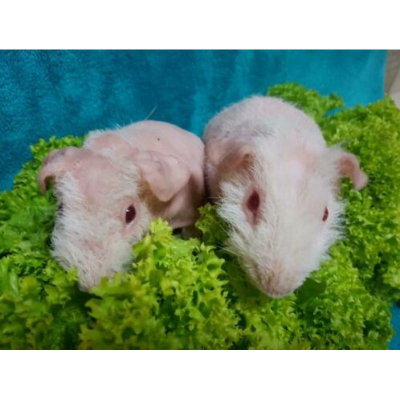 2 jonge skinny cavia beertjes