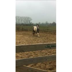 Lieve D pony merrie