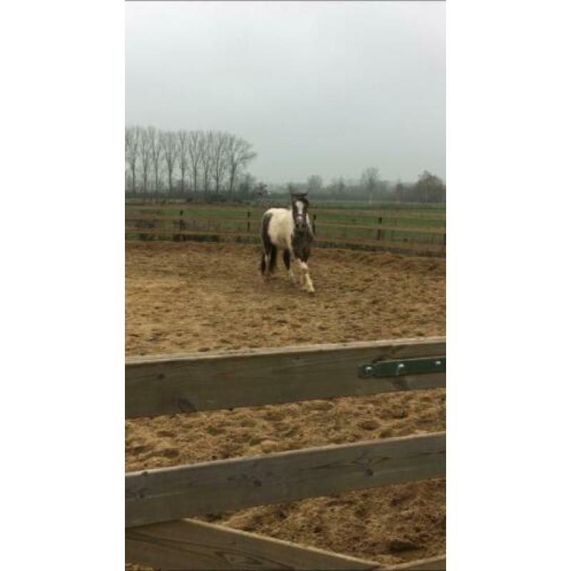 Lieve D pony merrie
