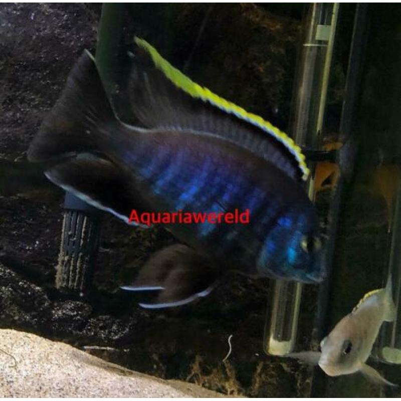 Malawi cichliden Placidochromis sp."blue otter" Tsano Rock