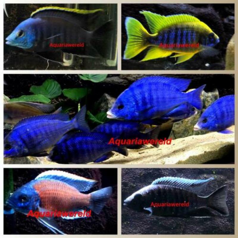 Malawi cichliden Placidochromis sp."blue otter" Tsano Rock