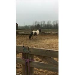 Lieve D pony merrie