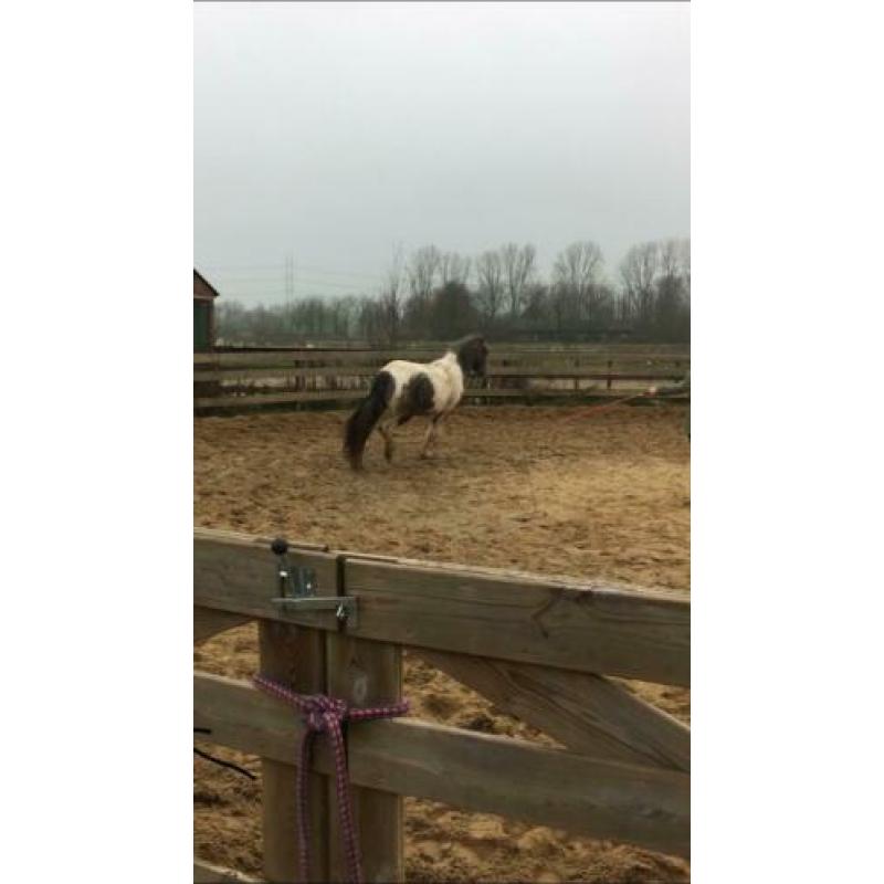 Lieve D pony merrie