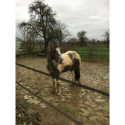 Lieve D pony merrie