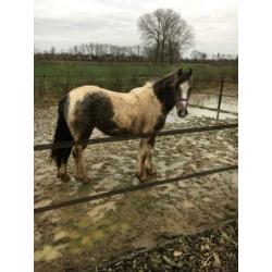 Lieve D pony merrie