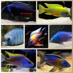 Malawi cichliden Placidochromis sp."blue otter" Tsano Rock