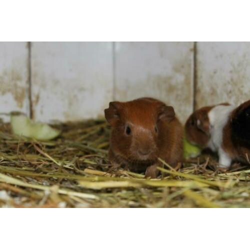 Leuke cavia zesling van 1 week oud!