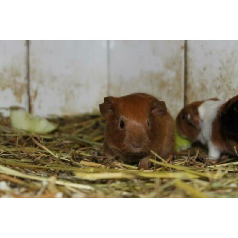 Leuke cavia zesling van 1 week oud!
