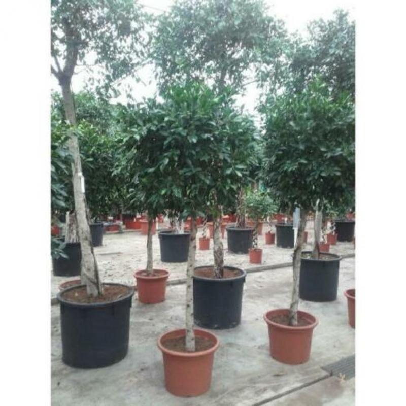 Ficus 'nitida' 250-260cm art23627