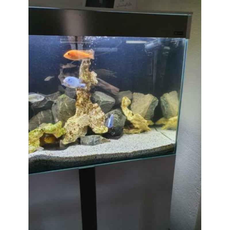 Ciano 80cm