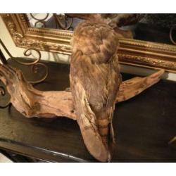 Taxidermie kerkuil op tak