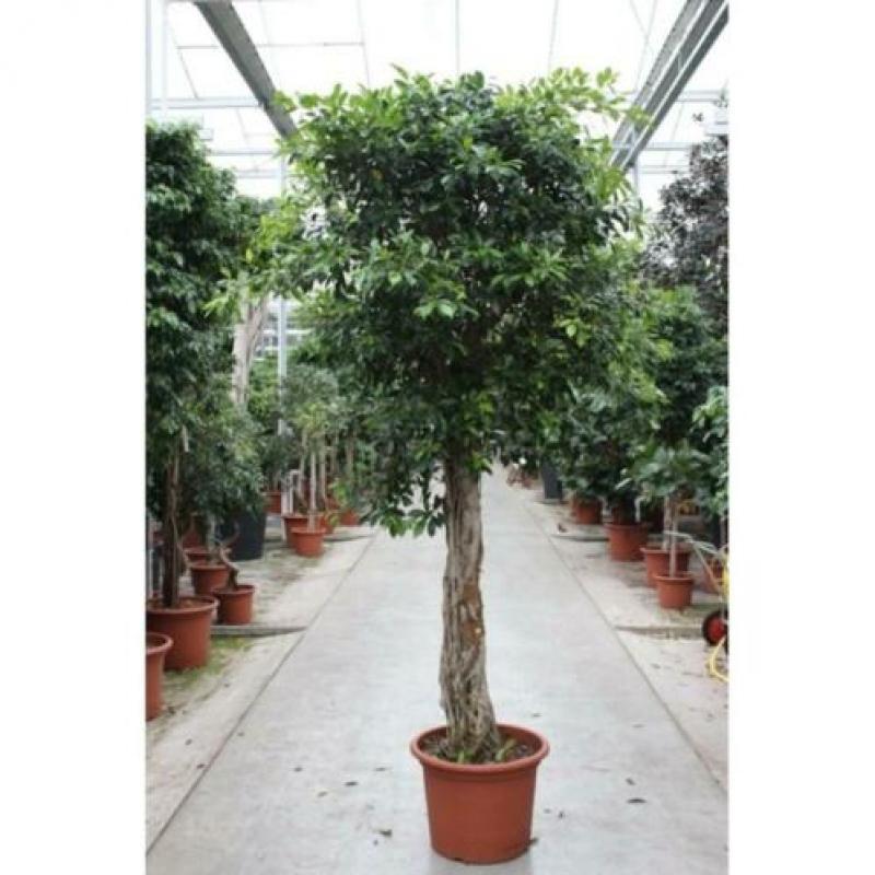 Ficus 'nitida' 250-260cm art23627