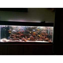 Ik zal een prachtig, compleet Malawi 1.4m-320l aquarium verk