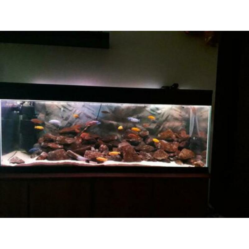 Ik zal een prachtig, compleet Malawi 1.4m-320l aquarium verk
