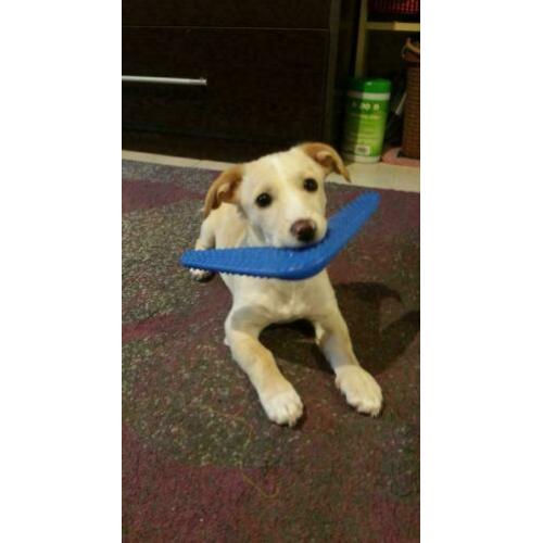 Kleine speelse pup Henrie (is in NL)