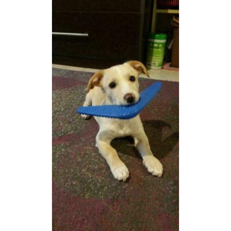 Kleine speelse pup Henrie (is in NL)