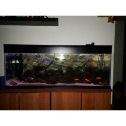 Ik zal een prachtig, compleet Malawi 1.4m-320l aquarium verk