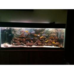 Ik zal een prachtig, compleet Malawi 1.4m-320l aquarium verk