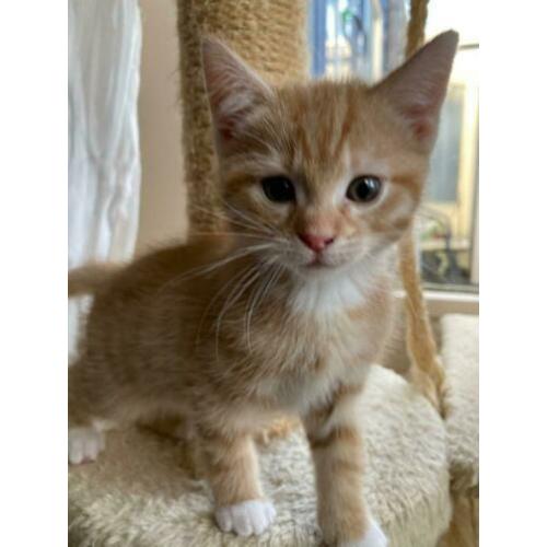 2 Rode goudkleurige Kittens