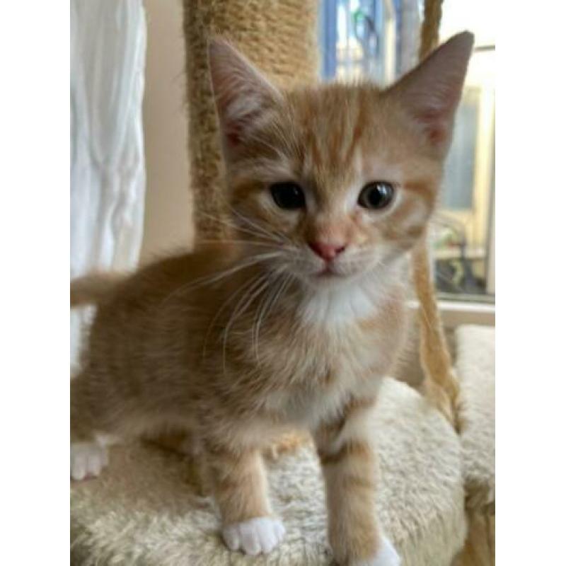 2 Rode goudkleurige Kittens