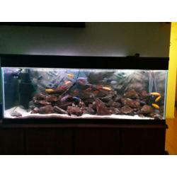 Ik zal een prachtig, compleet Malawi 1.4m-320l aquarium verk