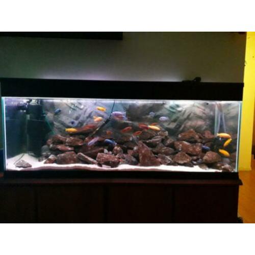 Ik zal een prachtig, compleet Malawi 1.4m-320l aquarium verk