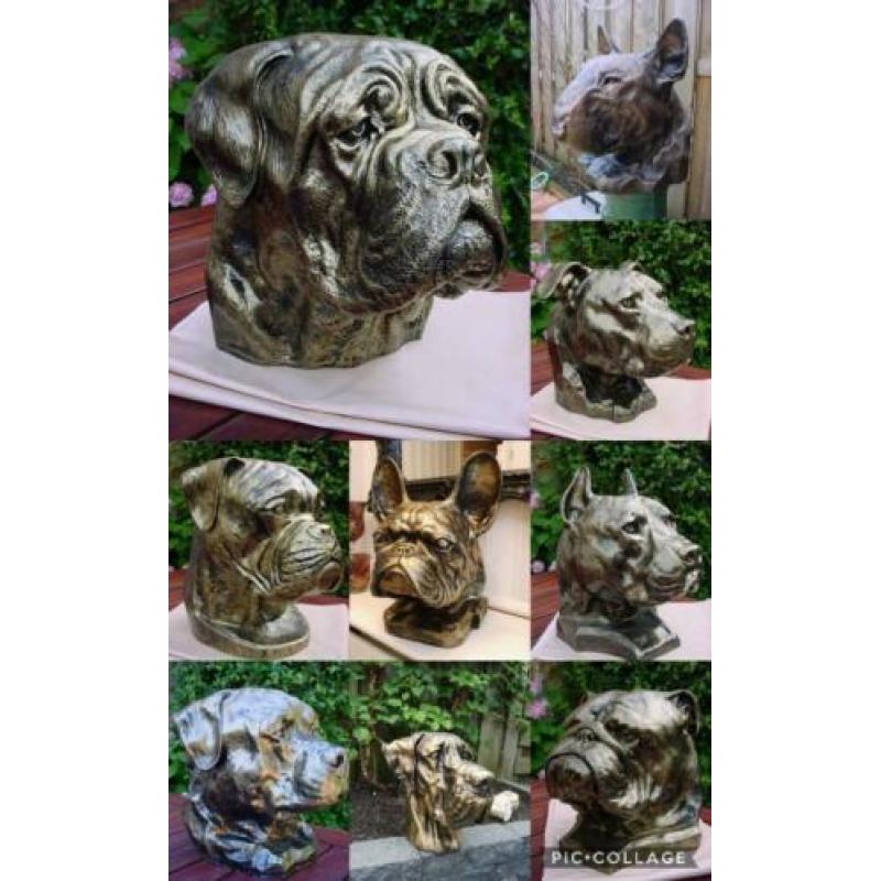 Als kado sier of urn franse bulldog nergens te koop franse b