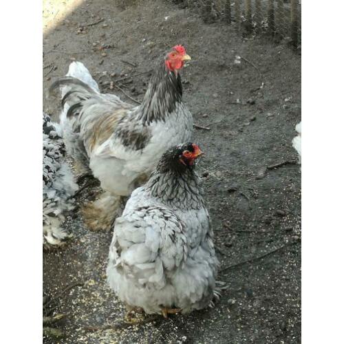 Blauwe brahma's groot te koop.