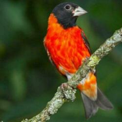 Europese cultuurvogels