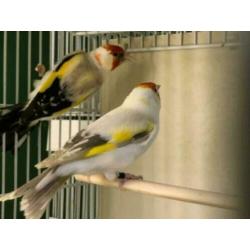 Europese cultuurvogels