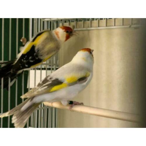 Europese cultuurvogels