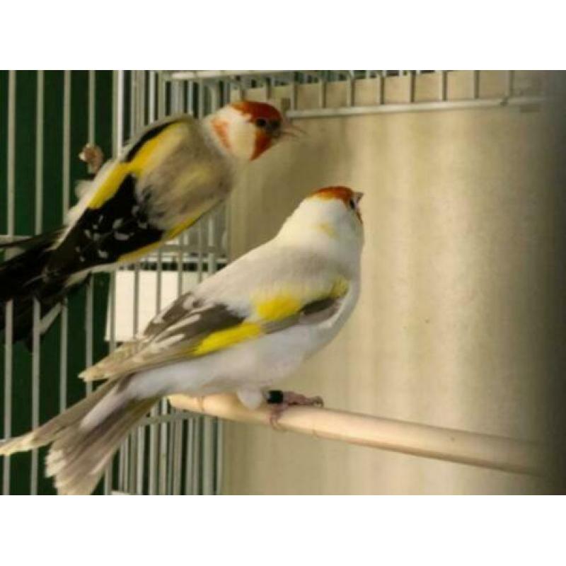 Europese cultuurvogels