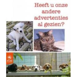 Kleine speelse pup Henrie (is in NL)
