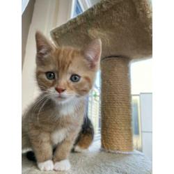2 Rode goudkleurige Kittens
