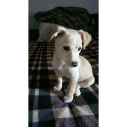Kleine speelse pup Henrie (is in NL)