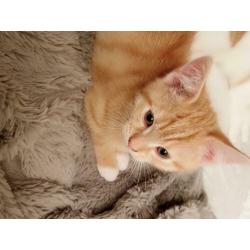 2 Rode goudkleurige Kittens