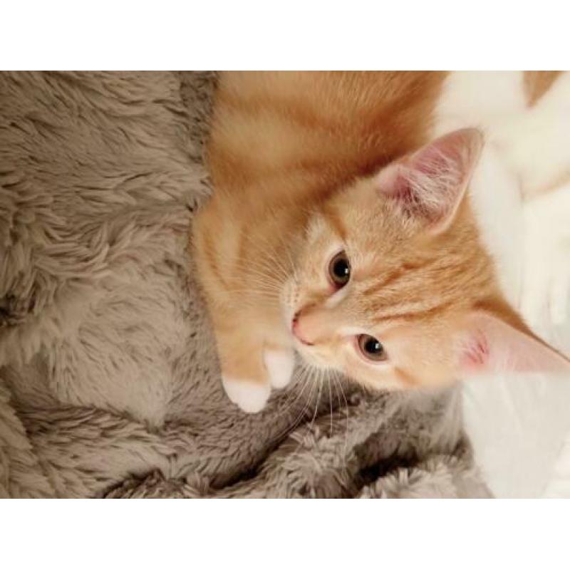 2 Rode goudkleurige Kittens