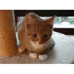 2 Rode goudkleurige Kittens