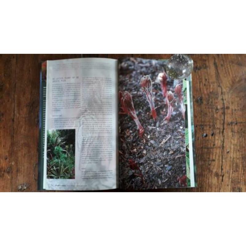Markante planten . Noël Kingsbury