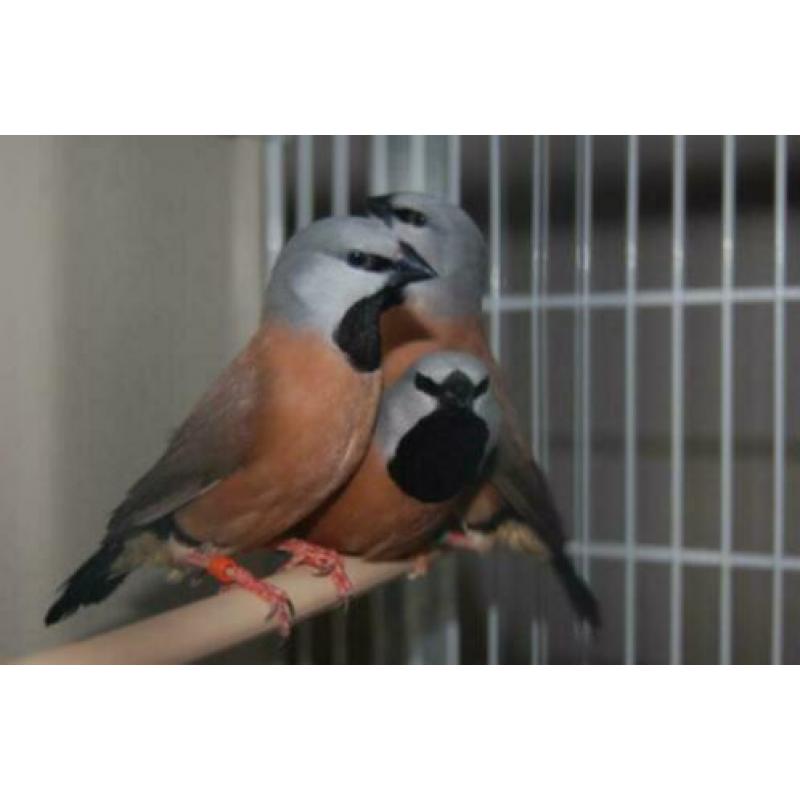 Europese cultuurvogels