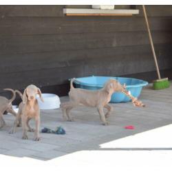 Weimaraner pups mooie keuze uit 2 nestjes