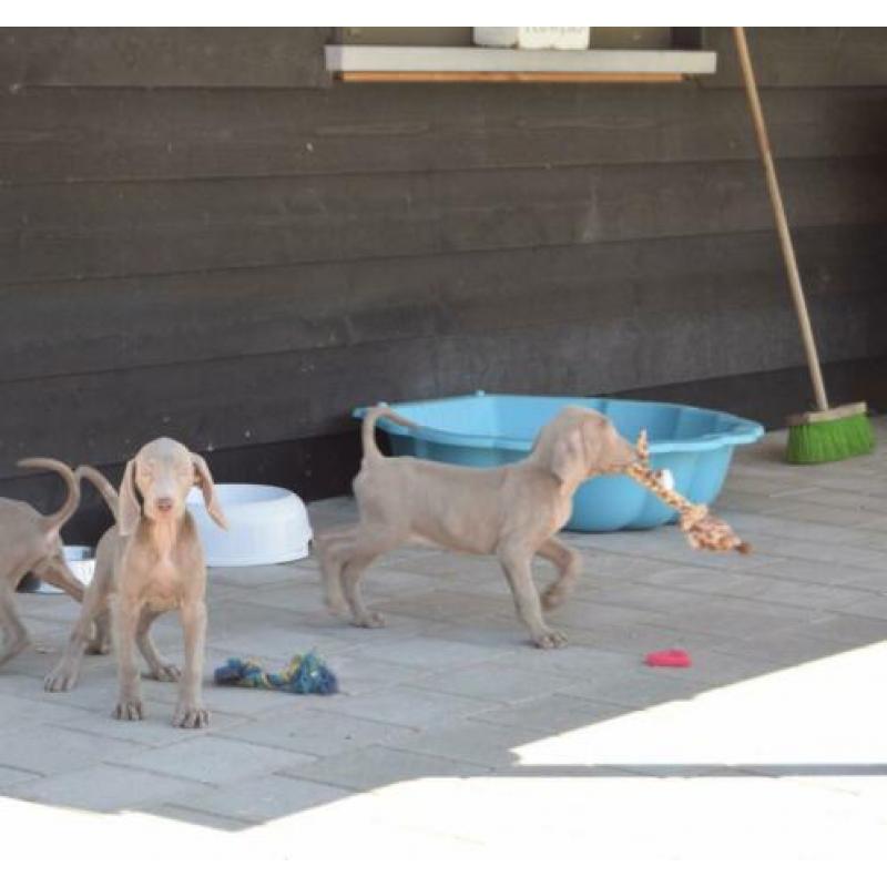 Weimaraner pups mooie keuze uit 2 nestjes