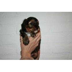 Prachtige cavapoo pups