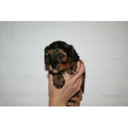 Prachtige cavapoo pups