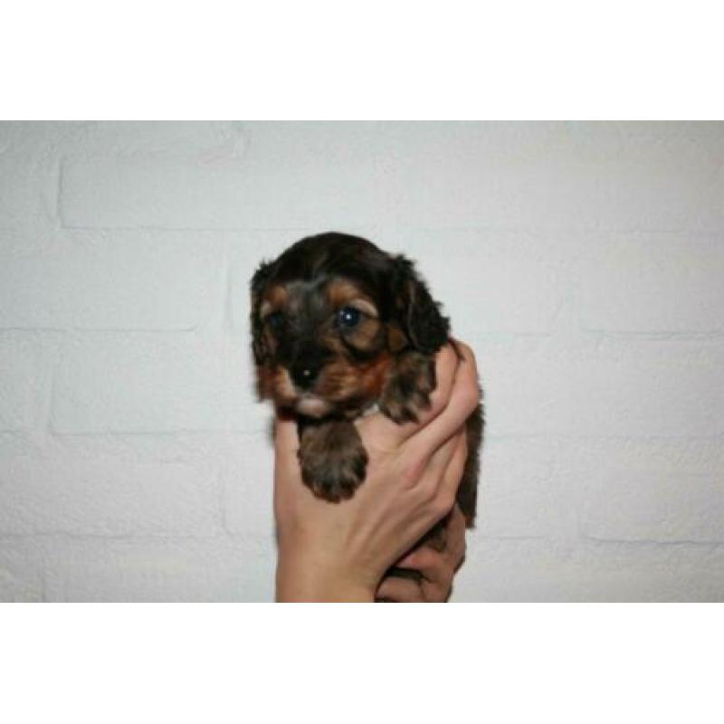Prachtige cavapoo pups