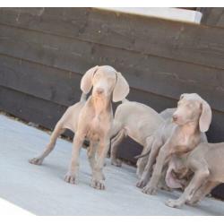 Weimaraner pups mooie keuze uit 2 nestjes
