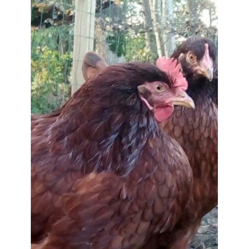 Broedeieren Rhode islanders Red kippen