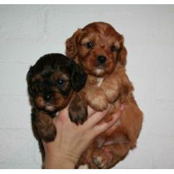 Prachtige cavapoo pups
